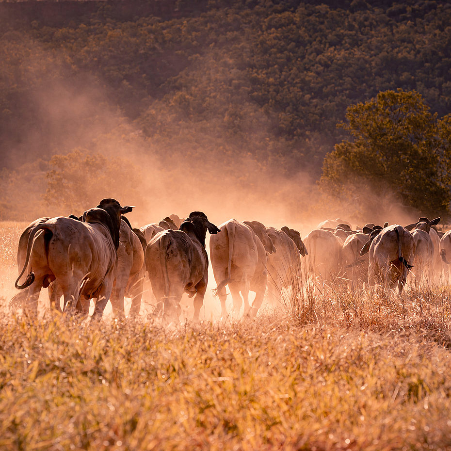 Supplementing dry pastures