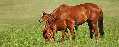 AMBOS Mare & Foal Pellets
