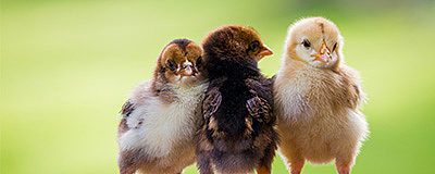 Chick Starter Crumbles (Medicated)