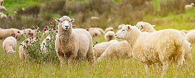AMBOS 16% Lamb Finisher Pellets