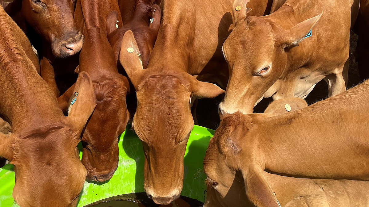 Directions for Use of Liquid Pasture Supplements