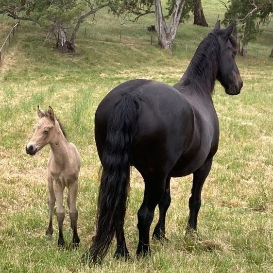 Mare and Foal, Xena and Bee