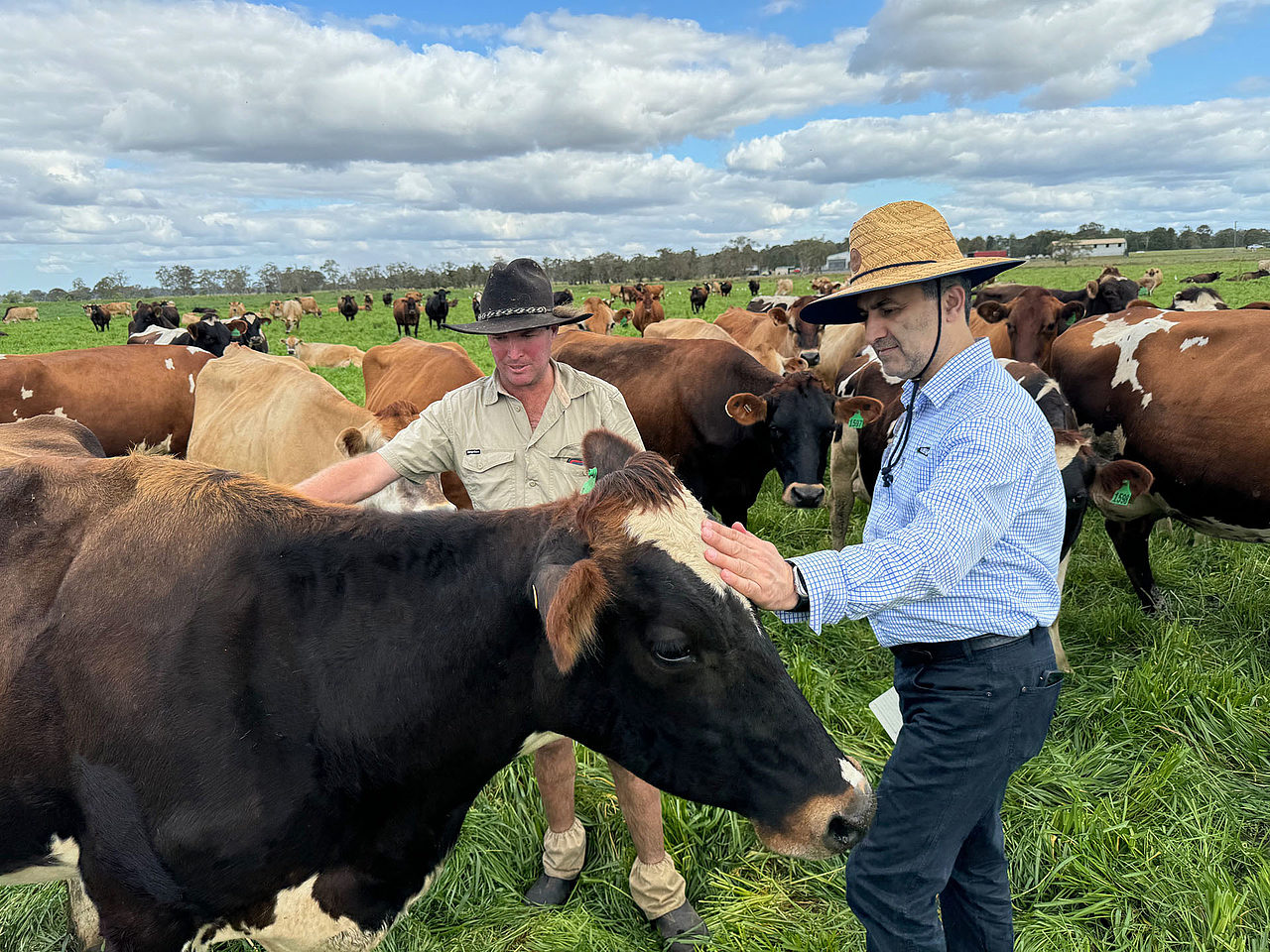Two men in a paddock of cows, patting one cow on the forehead.