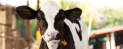 22% AMBOS Dairy Calf Pellets (BOV)