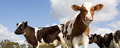 Eazi-Calve Springer Dairy Pellets