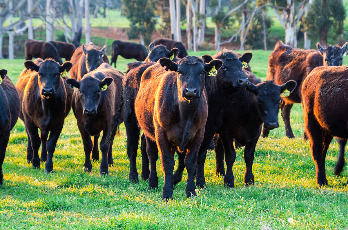 Feed/safe FeedSafe Accreditation - what does it mean?