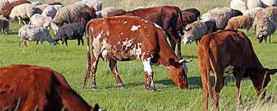 AMBOS Sheep & Cattle Nuts