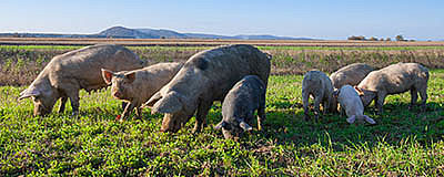 Piglet Starter/Weaner Pellets