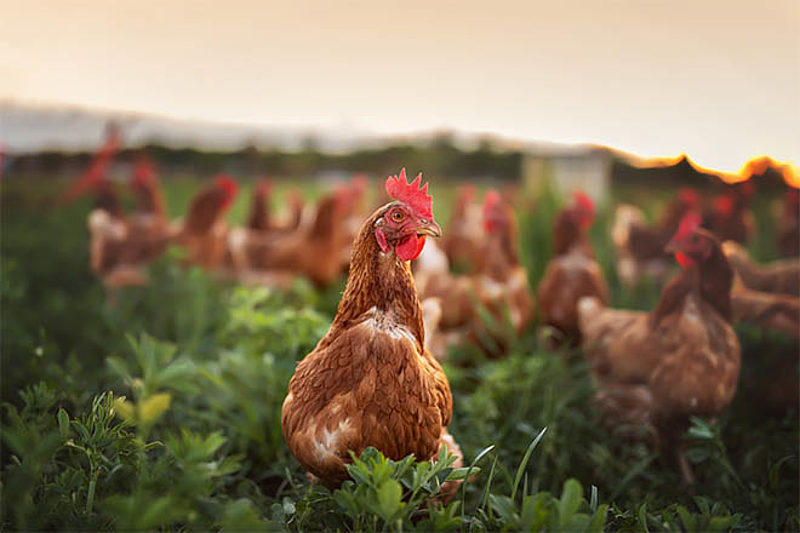 Free range 2025
