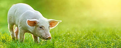 Pig Weaner Pellets / Meal (Medicated)