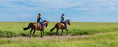 AMBOS Supercool Horse Pellets