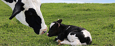 Milk Maker Calf Rearer Crumbles (Medicated)