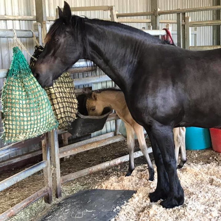 Mare and Foal, Xena and Bee
