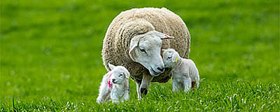 AMBOS 14% Ewe & Lamb Sheep Nuts