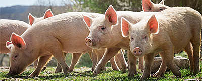 Pig Grower Pellets / Meal