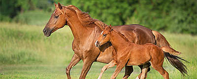 Feed & Breed Pellets