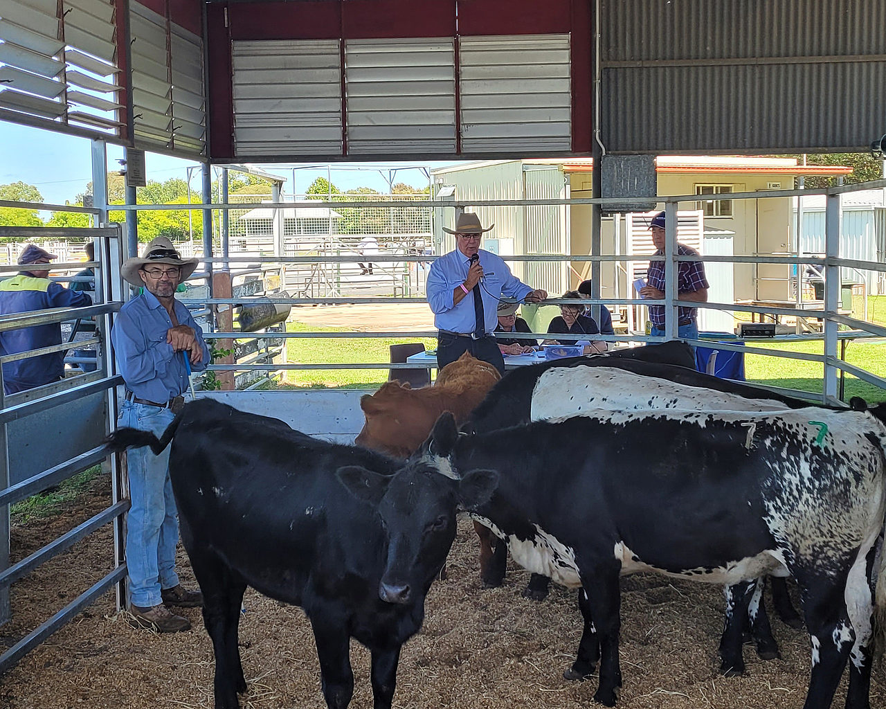Glen Whitton judging the cattle section at the Allora Show ‘23