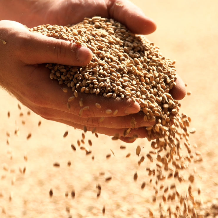 Riverina Stockfeeds grain in hands