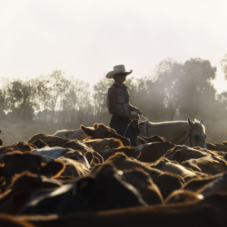 Female on a horse mustering cattle in a paddock 