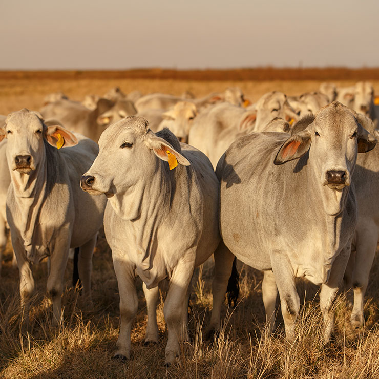 Herd of white cattle in a paddock at sunset